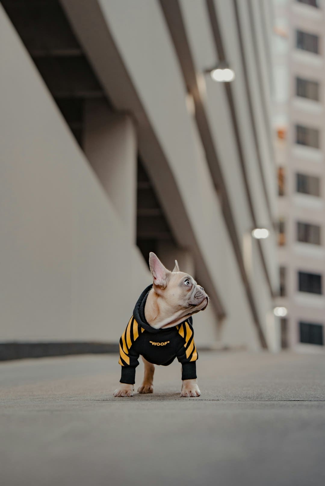 熟的猕猴桃可以放冰箱吗